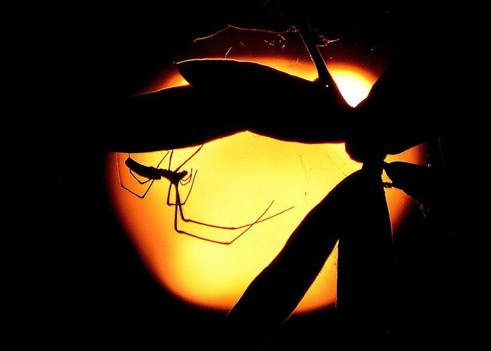 Insect Greeting Card featuring the photograph In The Shadows by Charlotte Schafer