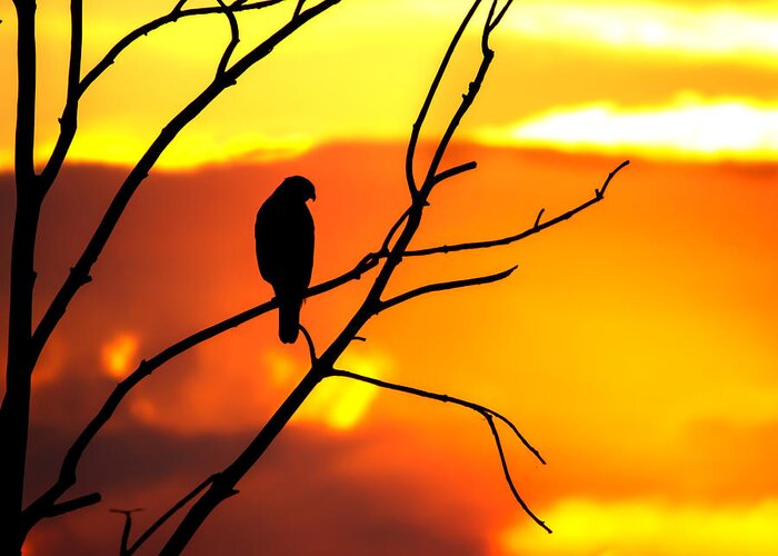 Hawk Greeting Card featuring the photograph In The Shadows Of Sunset by Mark Andrew Thomas