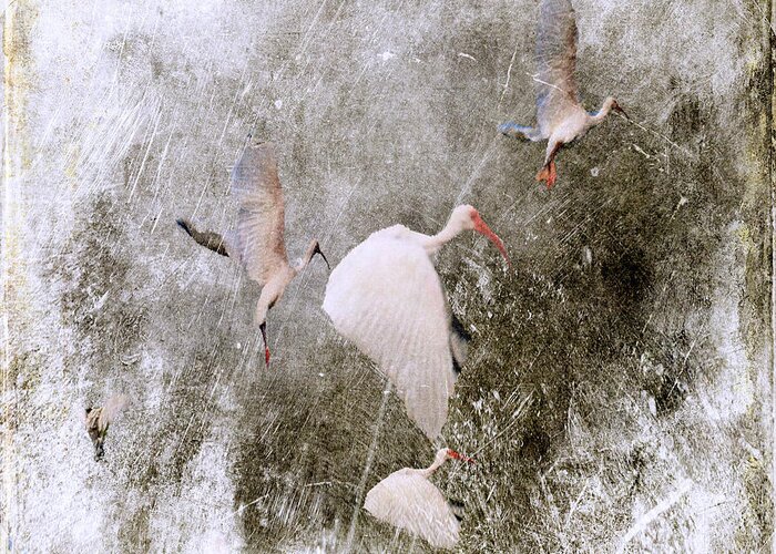 Birds Greeting Card featuring the photograph In The Vortex Of A Storm by Irma BACKELANT GALLERIES
