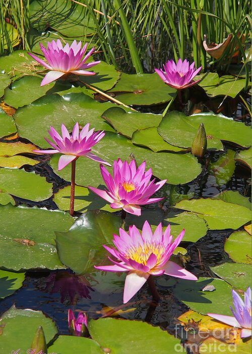 Flower Greeting Card featuring the photograph In the Water Lily Pool 02 by Arik Baltinester