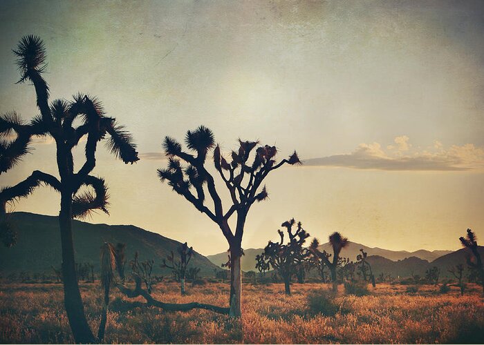Joshua Tree National Park Greeting Card featuring the photograph In Your Arms as the Sun Goes Down by Laurie Search