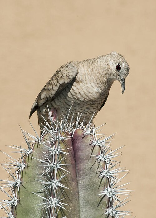 Feb0514 Greeting Card featuring the photograph Inca Dove On Cactus Saguaro Np Arizona by Kevin Schafer