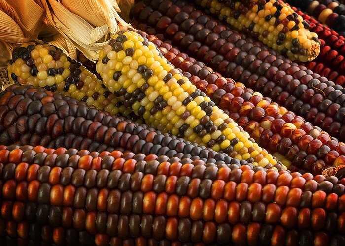 Corn Greeting Card featuring the photograph Indian Corn by Mark McKinney