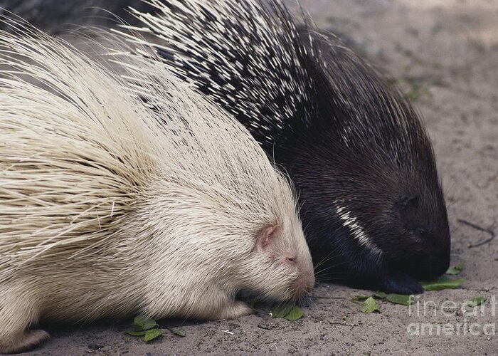 Nature Greeting Card featuring the photograph Indian-crested Porcupines Normal by Tom McHugh