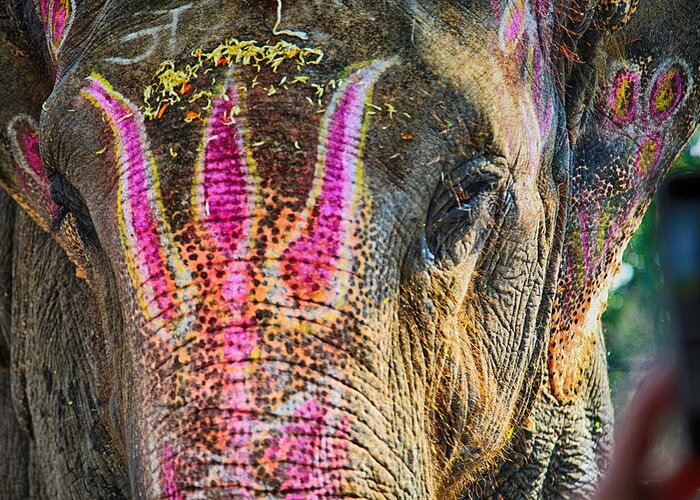 5d Mark Iii Greeting Card featuring the photograph Indian Elephant by John Hoey