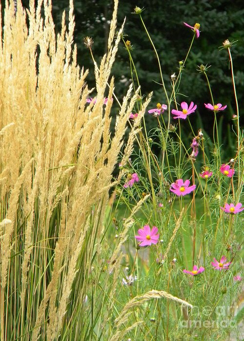Indian Grass Greeting Card featuring the photograph Indian Grass and Wild Flowers by Michelle Frizzell-Thompson