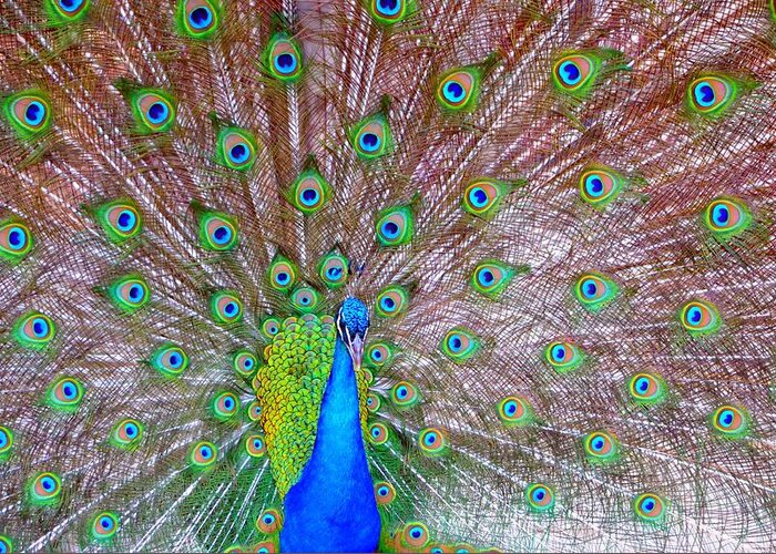Peacock Greeting Card featuring the photograph Indian Peacock by Deena Stoddard