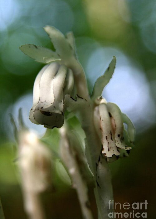 Plant Greeting Card featuring the photograph Indian Pipe No. 2 by Neal Eslinger