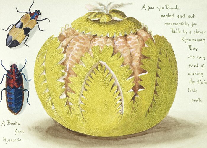 Pomelo Greeting Card featuring the photograph Indian Pomelo by Natural History Museum, London/science Photo Library