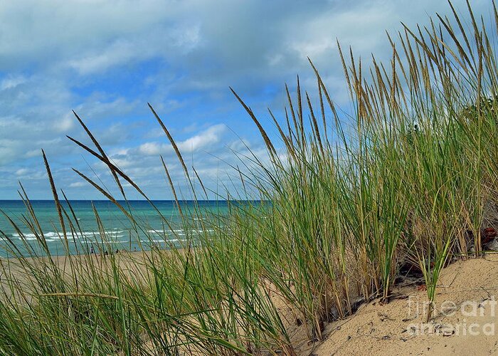 Indiana Dunes Greeting Card featuring the photograph Indiana Dunes Sea Oats by Amy Lucid