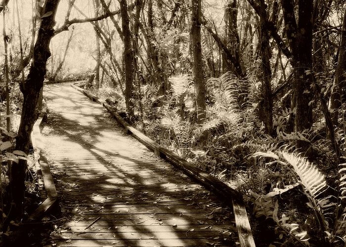 Black And White Greeting Card featuring the photograph Infrared Photo Collier-Seminole Florida State Park by John Harmon
