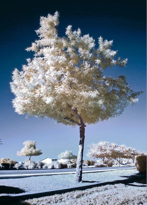 Infrared Greeting Card featuring the photograph Infrared Tree by Jim Painter