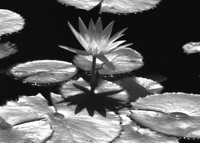 Water Lily Greeting Card featuring the photograph Infrared - Water Lily by Pamela Critchlow
