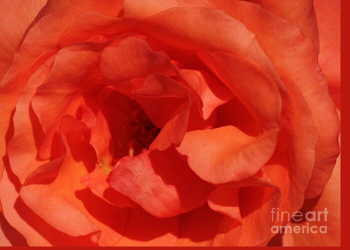 Floral Greeting Card featuring the photograph Inner Blossom by Chris Anderson
