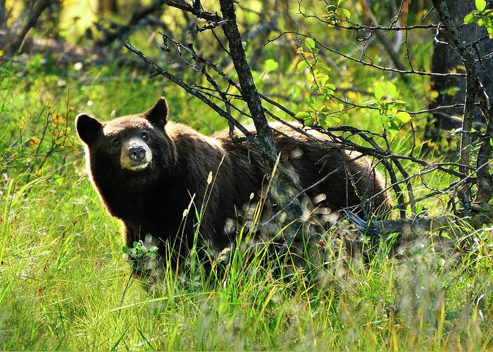 Grand Teton National Park Greeting Card featuring the photograph Inquisitive Bear by Greg Norrell