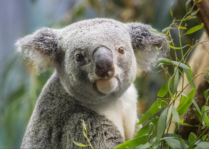 Koala Greeting Card featuring the photograph Inquisitive Glance by Dale Kincaid
