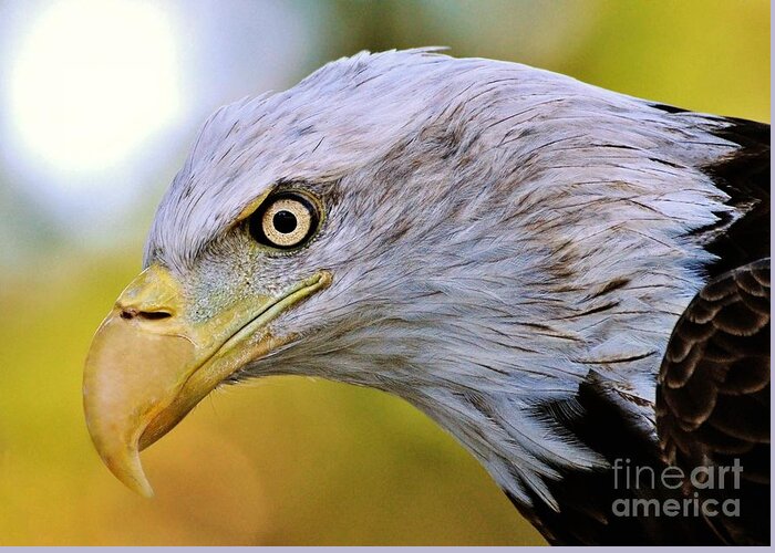 Eagle Greeting Card featuring the photograph Intense by Kathy Baccari