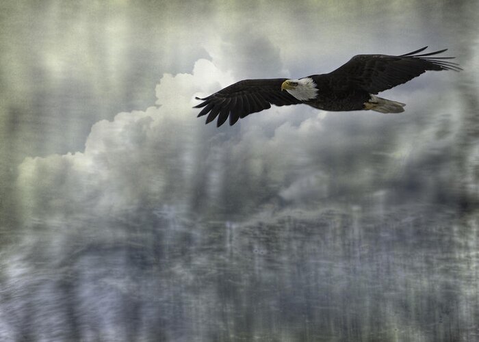American Adult Bald Eagle Greeting Card featuring the photograph Into The Heavens by Thomas Young