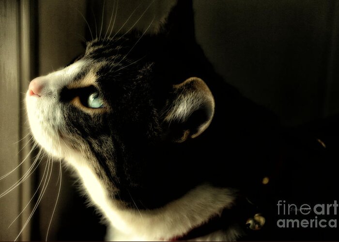 Cat Greeting Card featuring the photograph Intrigued by Shari Nees