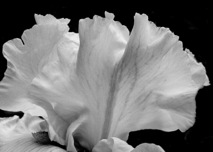 Iris Greeting Card featuring the photograph Iris 4 by Larry Goss