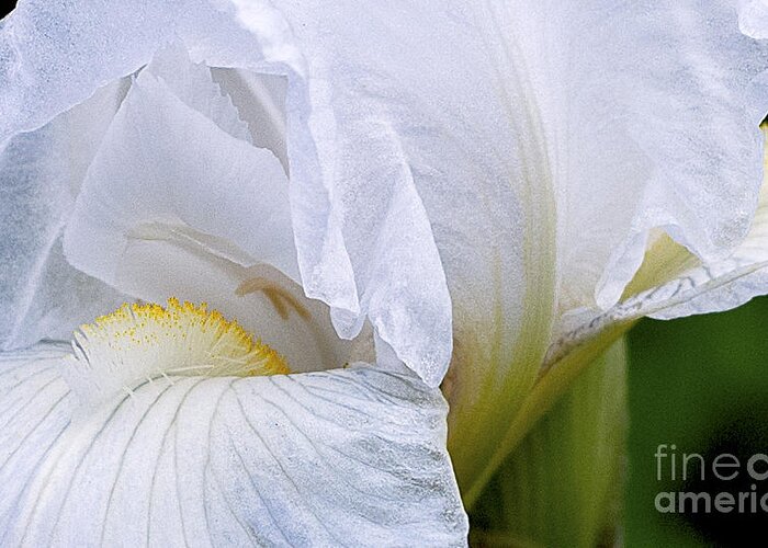 Ron Roberts Greeting Card featuring the photograph Iris Abstract by Ron Roberts