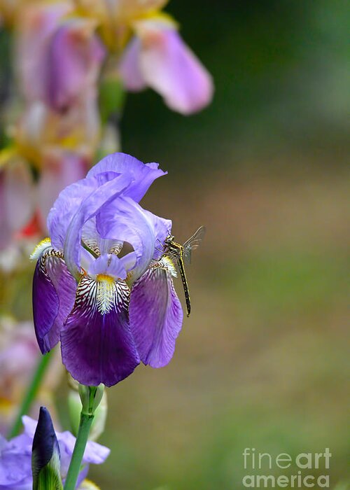 Iris Germanica Greeting Card featuring the photograph Iris and the Dragonfly 1 by Jai Johnson