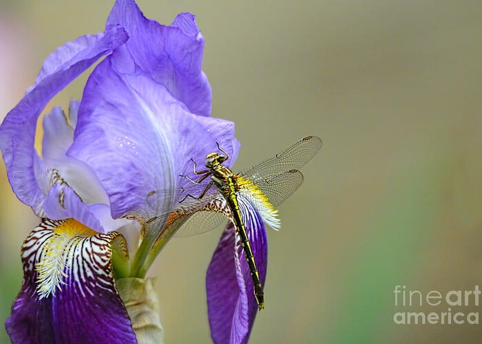 Iris Germanica Greeting Card featuring the photograph Iris and the Dragonfly 2 by Jai Johnson