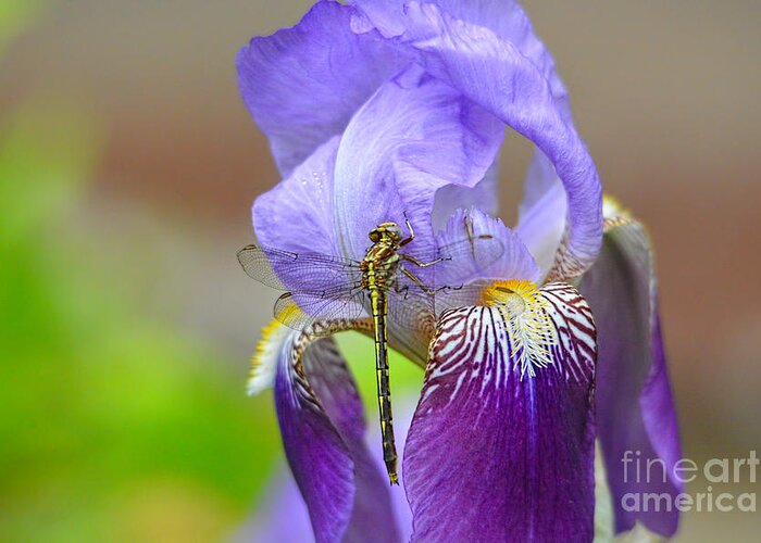 Iris Germanica Greeting Card featuring the photograph Iris and the Dragonfly 4 by Jai Johnson