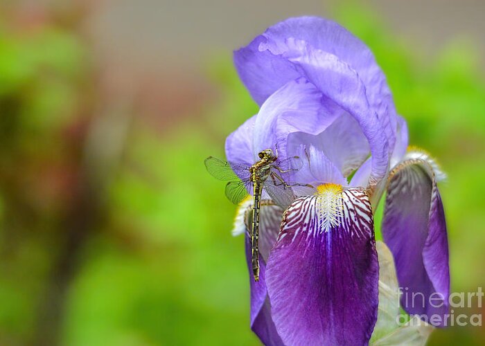 Iris Germanica Greeting Card featuring the photograph Iris and the Dragonfly 5 by Jai Johnson