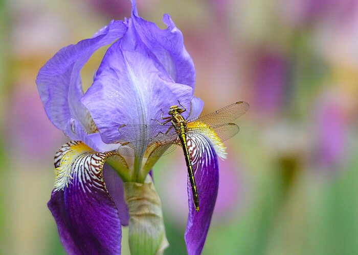 Iris Germanica Greeting Card featuring the photograph Iris and the Dragonfly 6 by Jai Johnson