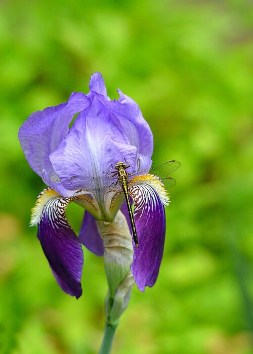 Iris Germanica Greeting Card featuring the photograph Iris and the Dragonfly 7 by Jai Johnson