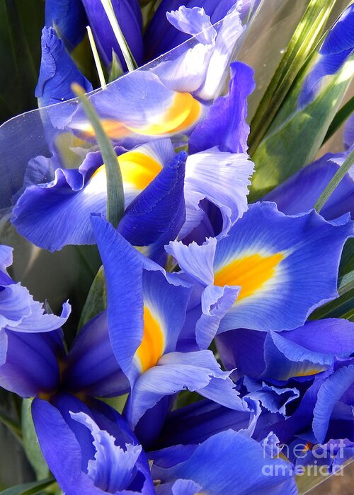 New Orleans Photography Greeting Card featuring the photograph Iris Blues In New Orleans Louisiana by Michael Hoard