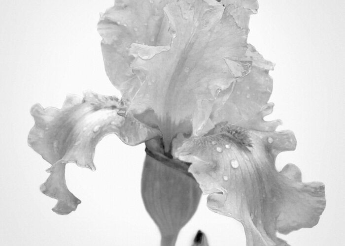 Black And White Greeting Card featuring the photograph Iris in the Rain by David and Carol Kelly