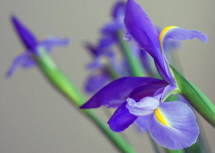 Iridaceae Greeting Card featuring the photograph Iris by Lisa Phillips
