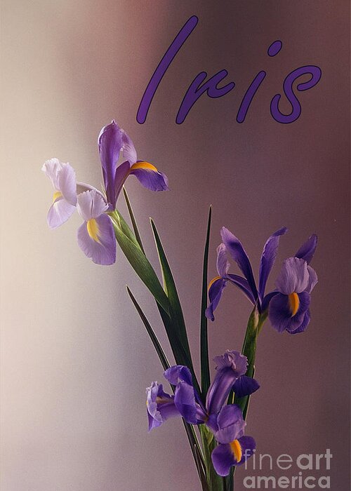 Iris Greeting Card featuring the photograph Iris by Sharon Elliott