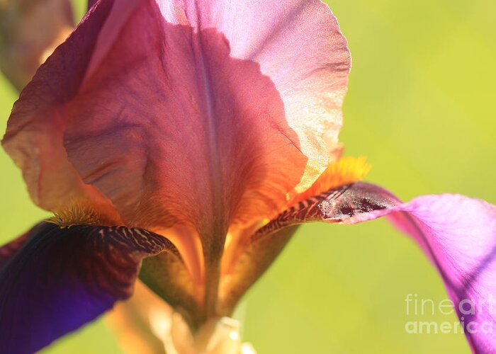 Iris Greeting Card featuring the photograph Iris Study 6 by Jeanette French