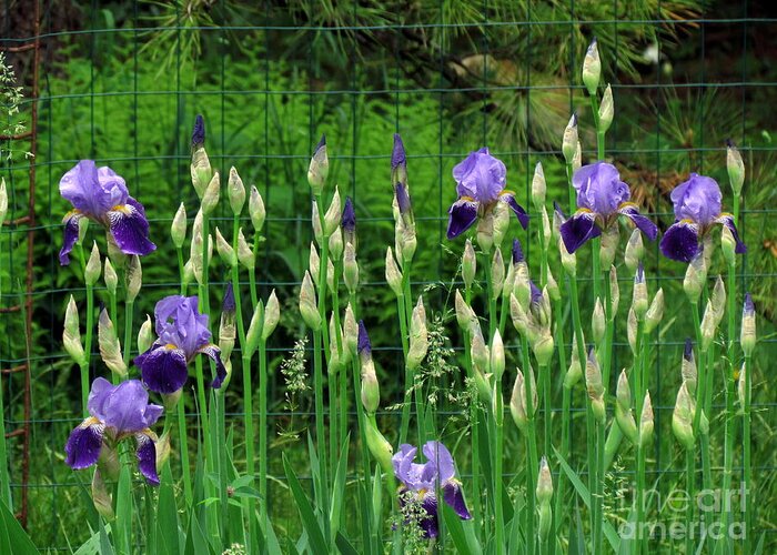 Gardens Greeting Card featuring the photograph Irises Along the Fence by Lili Feinstein