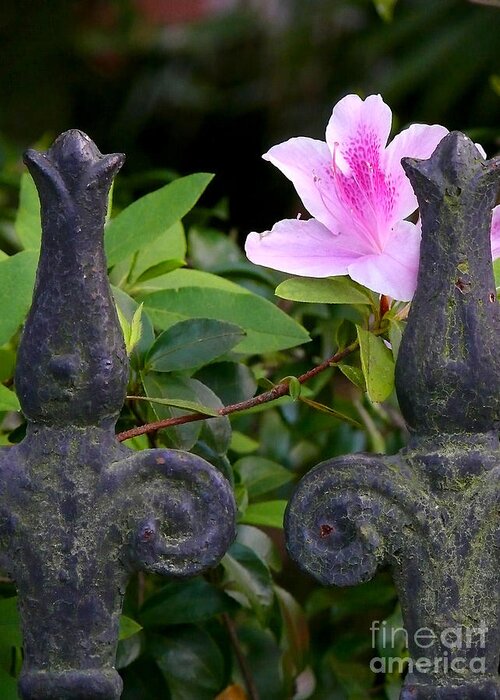 New Orleans Greeting Card featuring the photograph Iron fence with azalea by Jeanne Woods
