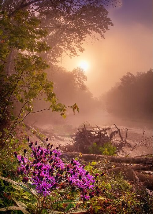 2013 Greeting Card featuring the photograph Ironweed in Mist by Robert Charity