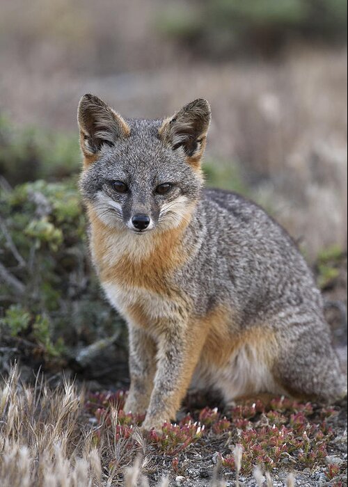 Ch'ien Lee Greeting Card featuring the photograph Island Fox California by Ch'ien Lee