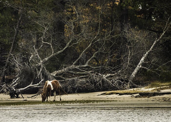 Autumn Greeting Card featuring the photograph Island Pony by Donald Brown