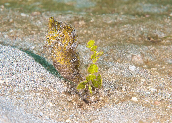 Island Seahorse Greeting Card featuring the photograph Island Seahorse by Andrew J. Martinez