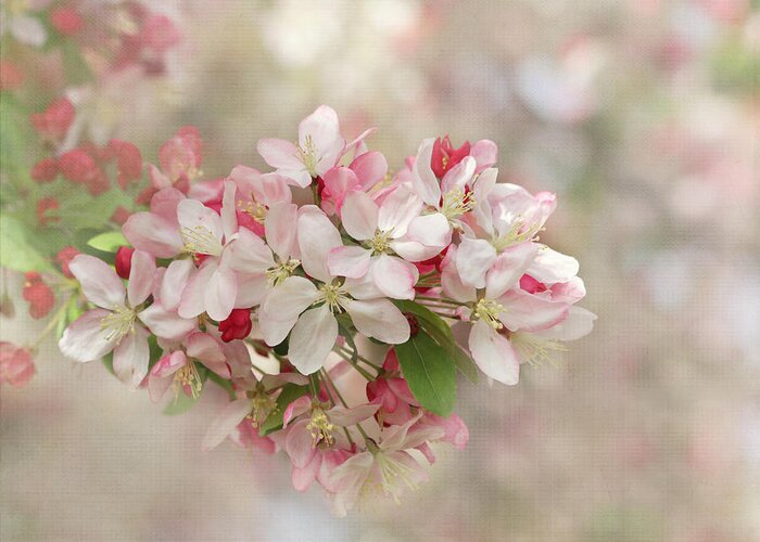 Flower Greeting Card featuring the photograph It's Blossom Time by Kim Hojnacki