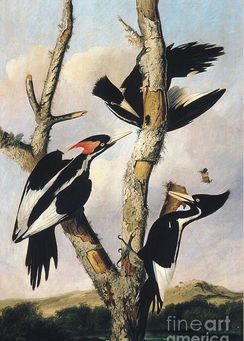 Wildlife Greeting Card featuring the drawing Ivory-billed Woodpeckers by Celestial Images