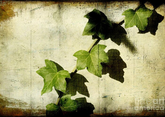 Ivy Greeting Card featuring the photograph Ivy by Ellen Cotton