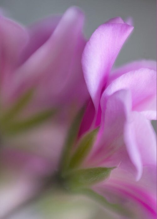 Abstract Greeting Card featuring the photograph Ivy Geranium Abstract II by David and Carol Kelly