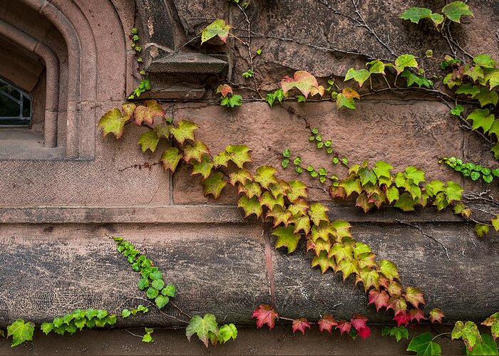 Ivy Greeting Card featuring the photograph Ivy League by Glenn DiPaola
