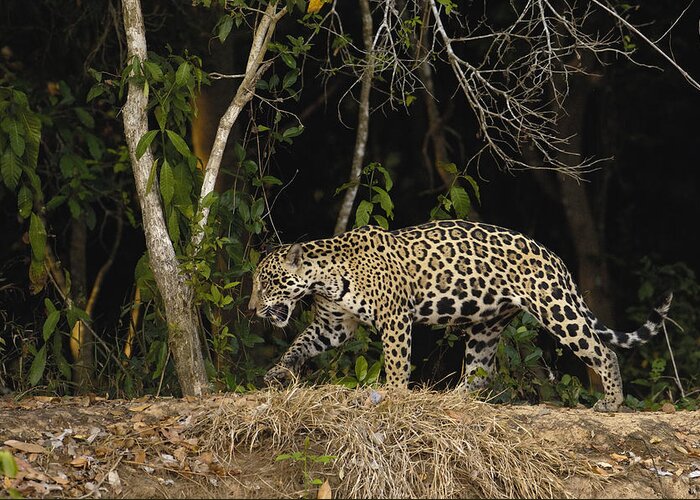 Feb0514 Greeting Card featuring the photograph Jaguar Cuiaba River Brazil by Pete Oxford