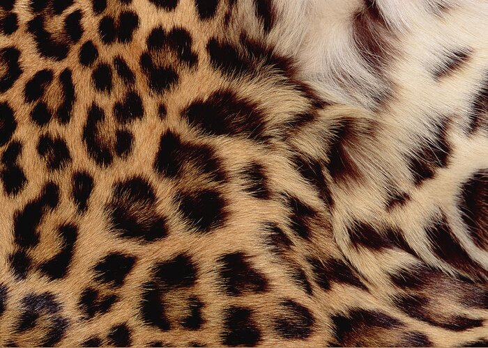Feb0514 Greeting Card featuring the photograph Jaguar Fur Detail by Gerry Ellis