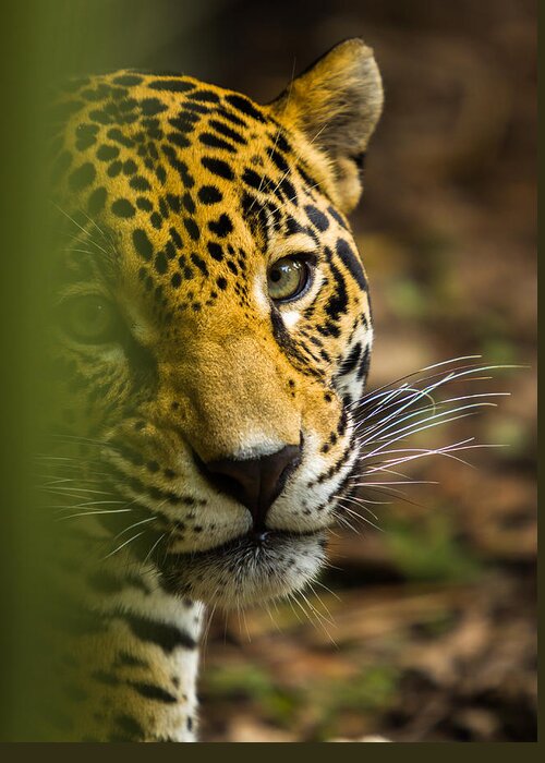 Jaguar Greeting Card featuring the photograph Jaguar by Raul Rodriguez